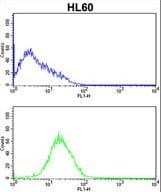 CASP2 / Caspase 2 Antibody (aa198-226)