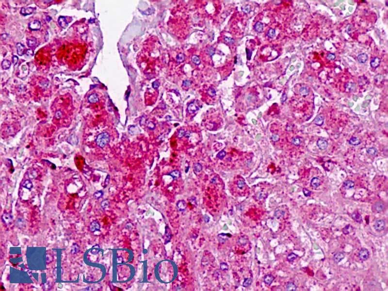 IHC-plus™ Polyclonal Rabbit anti-Human TAF4B Antibody (aa647-675, IHC, WB)