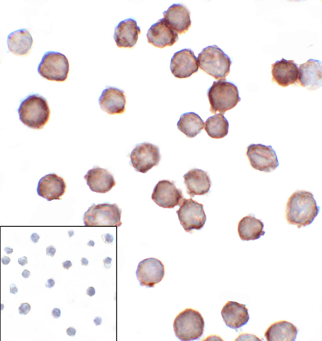 Monoclonal Mouse anti-Human CD276 / B7-H3 Antibody (clone 2A7, IHC, IF, WB)