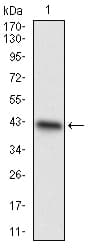CDAN1 Antibody (aa122-227, clone 1B11A9)
