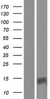 PATE4 Protein (Over-Expression Lysate Myc-DDK (Flag))