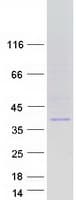 Human PPIE / Cyclophilin E Protein (Recombinant Myc-DDK (Flag))