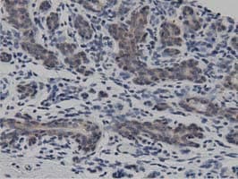 DNAJA2 Antibody (clone OTI3A10)