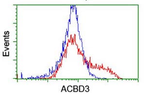 GCP60 / ACBD3 Antibody (clone OTI1G2)