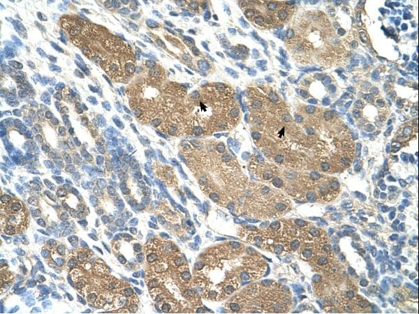 SLC1A5 / ASCT2 Antibody (aa241-290)
