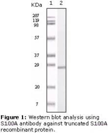 S100A Protein Antibody (clone 2C8B8, 2C8E8)