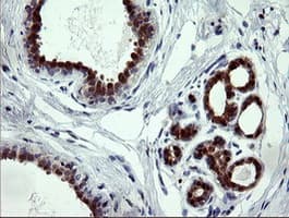 CMPK / CMPK1 Antibody (clone OTI2F5, Carrier-free)