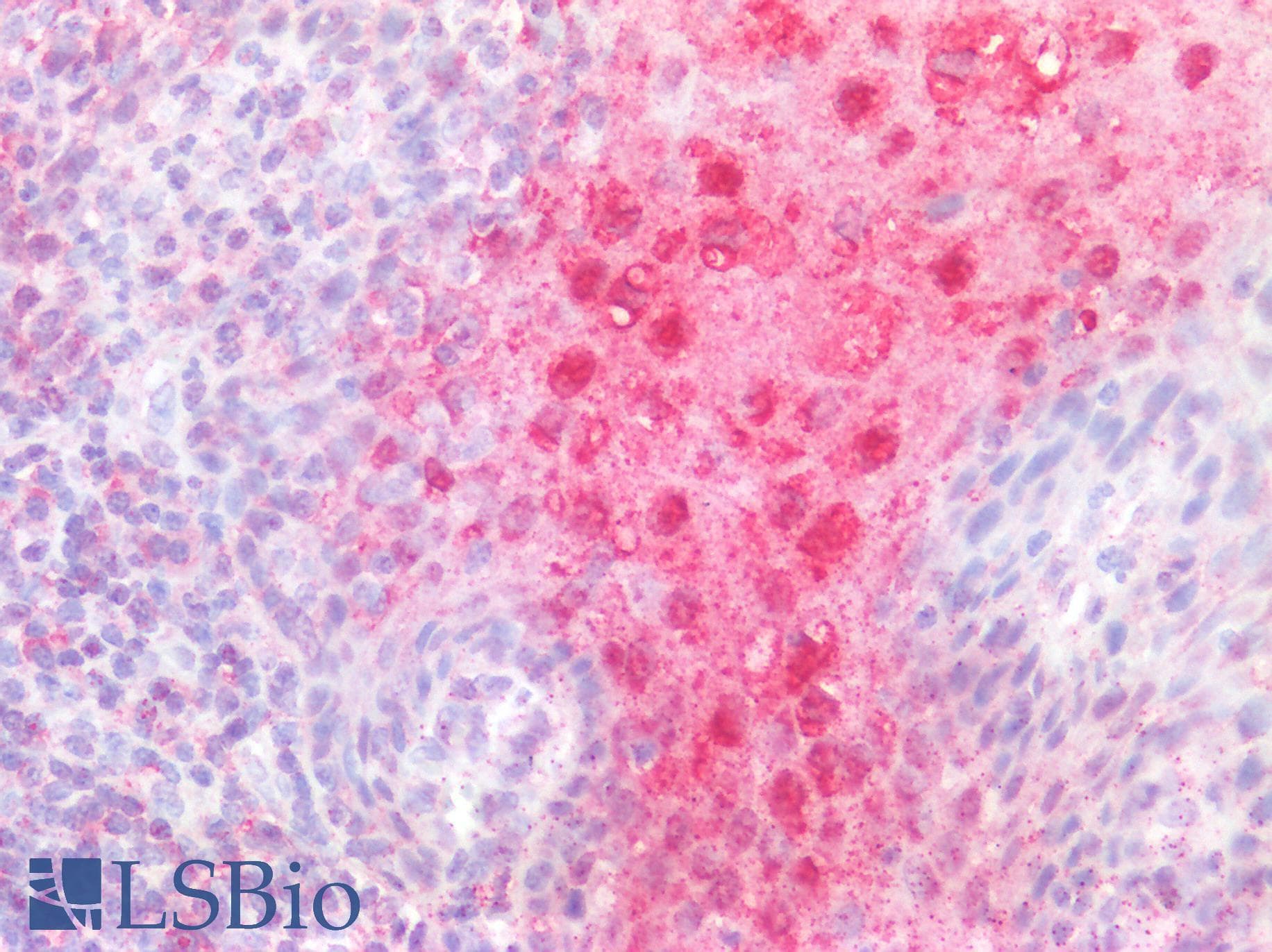 IHC-plus™ CD40 Antibody