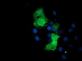 EPN2 Antibody (clone OTI1H3)