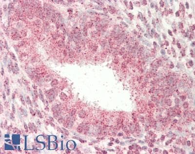 KCTD1 Antibody (C-Terminus)
