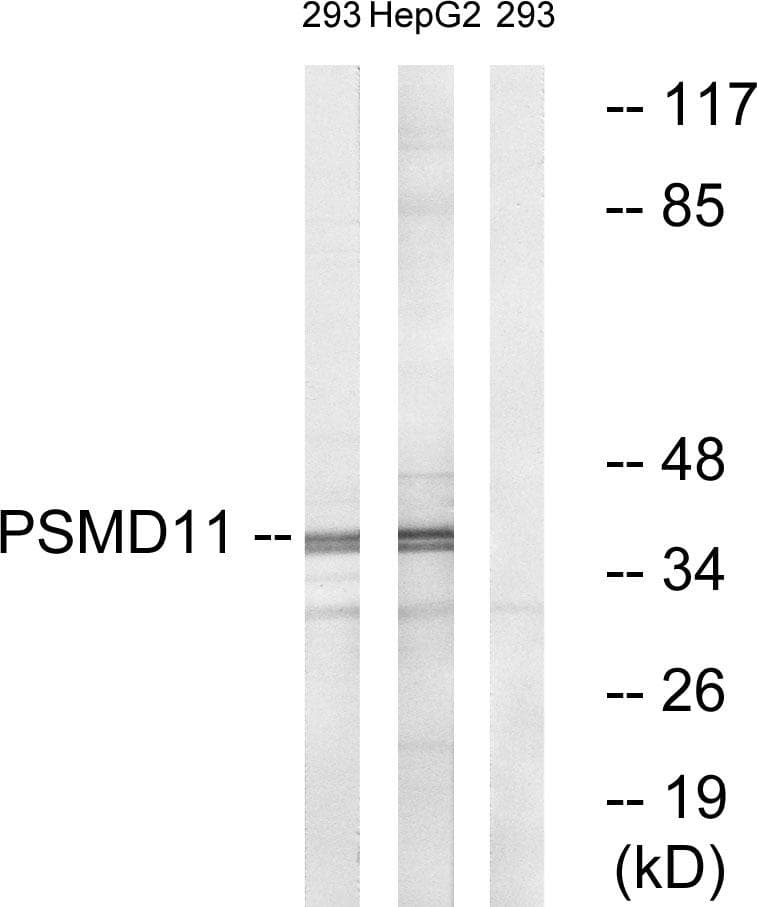 PSMD11 Antibody