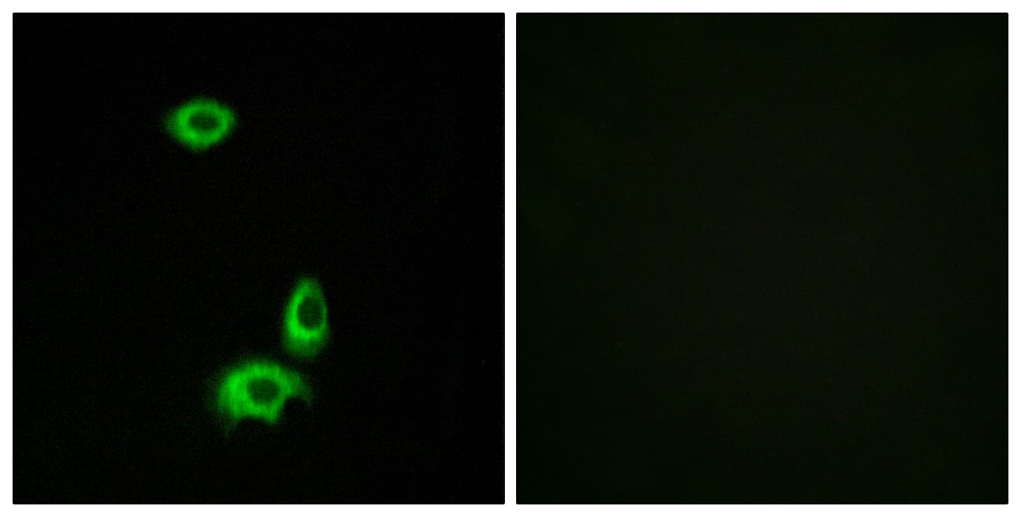 Polyclonal Rabbit anti-Human OR56B1 Antibody (aa161-210, IF)