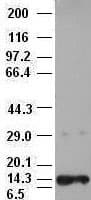 NTF3 / Neurotrophin 3 Antibody (clone OTI3D4)