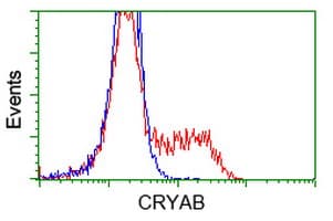 IHC-plus™ CRYAB / Alpha B Crystallin Antibody (clone 4A6)