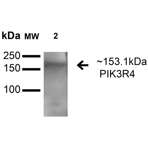 PIK3R4 Antibody (Biotin)
