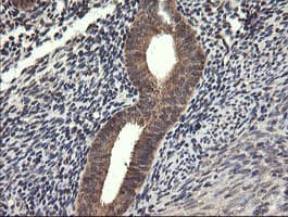 UBE2G2 Antibody (clone OTI5F1)