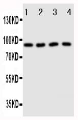 Polyclonal Rabbit anti-Human CUL3 / Cullin 3 Antibody (aa426-444, WB)
