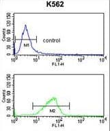 CXXC4 Antibody (aa158-185)
