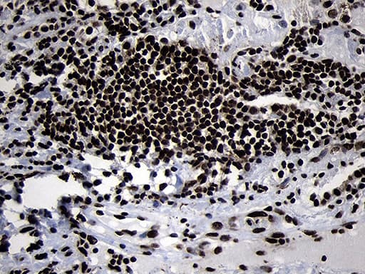 HOXC4 Antibody (clone OTI2D5, Carrier-free)