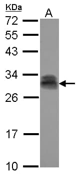 Polyclonal Rabbit anti-Human PTTG2 Antibody (IHC, WB)
