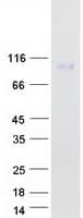 Human CD96 / TACTILE Protein (Recombinant Myc-DDK (Flag))