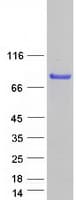 Human PLEKHO2 Protein (Recombinant Myc-DDK (Flag))