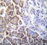 ID / ID1 Antibody (aa66-93)