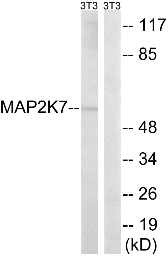 Polyclonal Rabbit anti-Human MAP2K7 / MEK7 Antibody (aa236-285, WB)