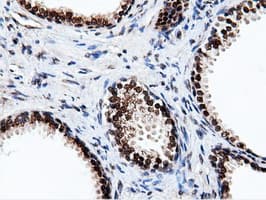 NT5DC1 Antibody (clone OTI3H2)