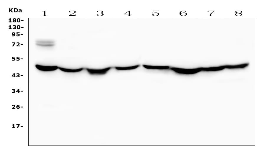 RNH1 Antibody (aa2-37)