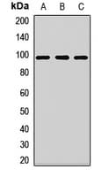 AGO2 / EIF2C2 Antibody