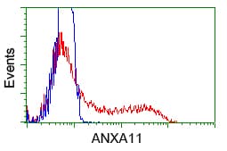 ANXA11 / Annexin XI Antibody (clone OTI1C6)