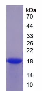 Mouse PPARG / PPAR Gamma Protein (Recombinant His, N-Terminal)