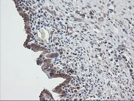 UBE2G2 Antibody (clone OTI1B10, Carrier-free)
