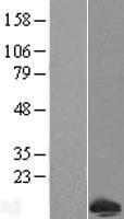 COX14 Protein (Over-Expression Lysate Myc-DDK (Flag))