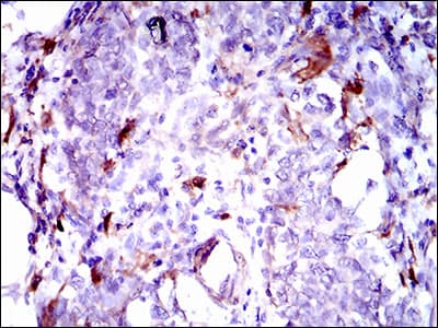 GPNMB / Osteoactivin Antibody (aa31-260, clone 7C10E5)