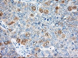 EIF2S1 Antibody (clone OTI5A5)