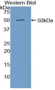FURIN Antibody (aa587-748, Cy3)
