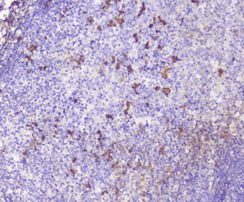 SDF1 / CXCL12 Antibody