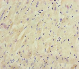 CRBN / Cereblon Antibody