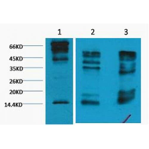 Monoclonal Mouse anti-Human Histone H3 Antibody (clone 2C3, WB)