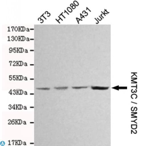 Monoclonal Mouse anti-Human SMYD2 Antibody (WB)