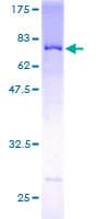 Human PYGO2 / Pygopus 2 Protein (Recombinant GST)