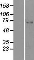 PAD2 / PADI2 Protein (Over-Expression Lysate Myc-DDK (Flag))