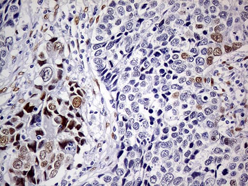 MEIS1 Antibody (aa176-390, clone OTI2A3)