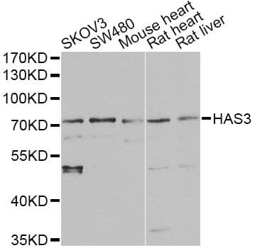 HAS3 Antibody