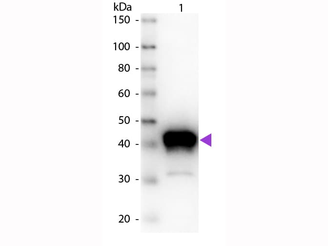 Pepsin Antibody (Lyophilized)
