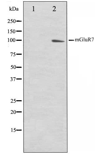 GRM7 / MGLUR7 Antibody