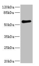FCRL2 / IRTA4 Antibody