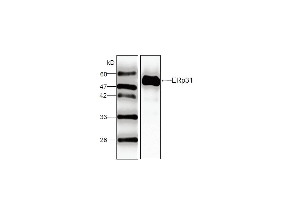 ERP29 Antibody (aa33-261)